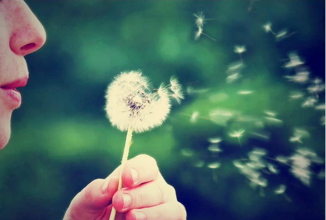 Person blowing dandelion seeds